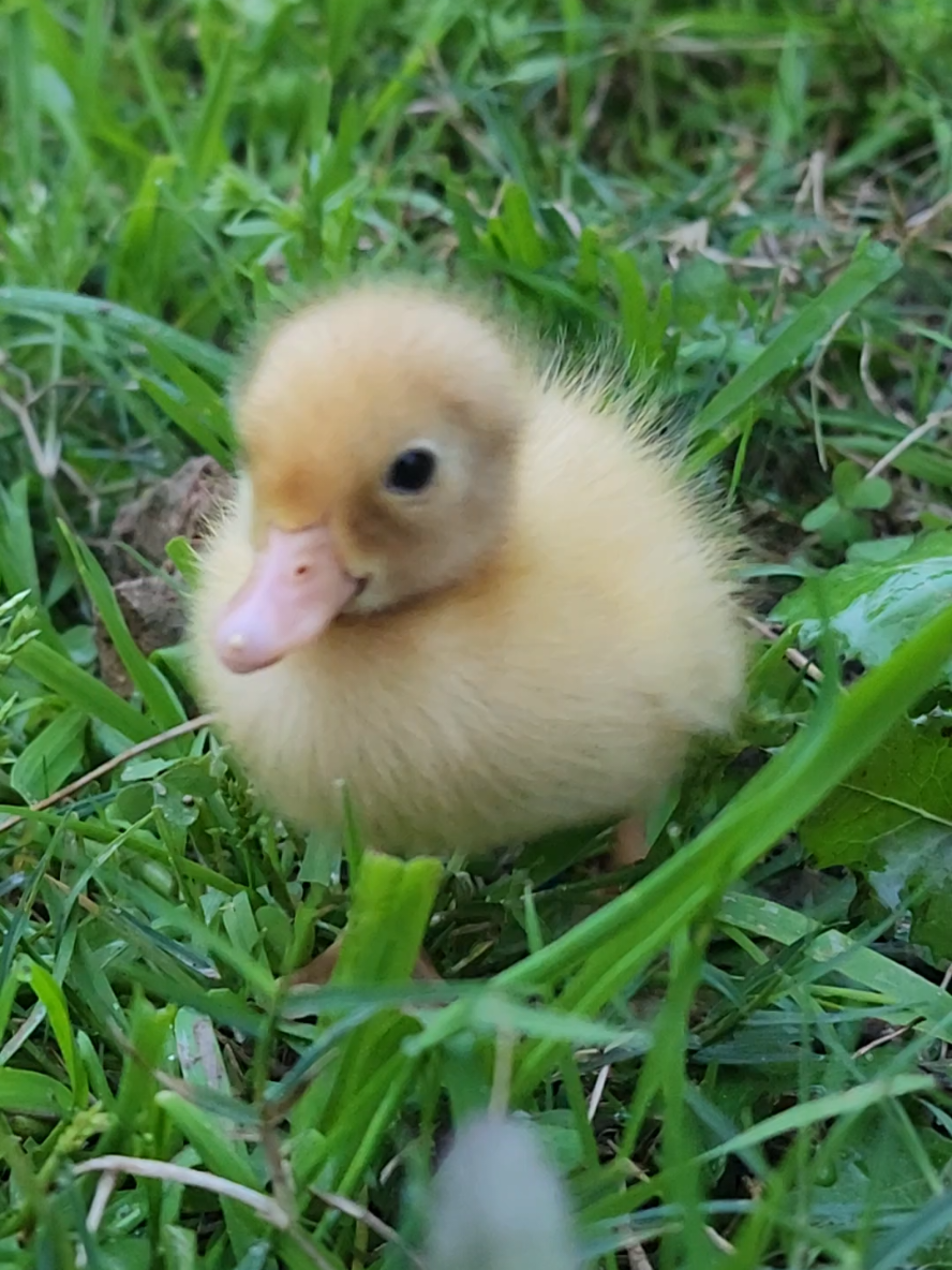 In the next video we will show you the Ducks babies running competition. Stay excited to watch the competition. The next video is going to be very interesting. #ducklings #duckrace #duckhunting #ducksoftiktok #duckling #ducks #funny #funny video #animals #adorable #子猫 #paws #patitos #patinho #patos #patito #babyduck #lospatitos #funnyducklings #ducklingsbathe 