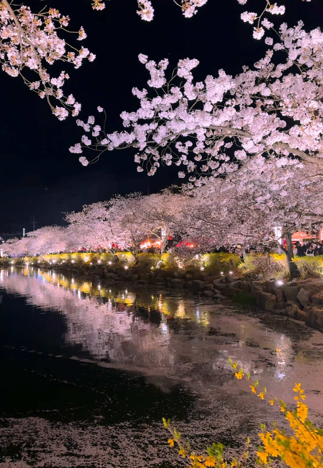 야경을 좋아하지 않았는데, 여기에 가고 처음으로 야경이 좋아졌다 #southkorea #cherryblossom #봄 #감성영상 #aestetic 