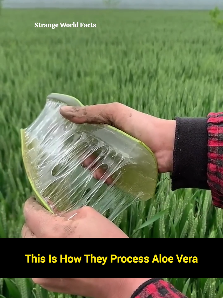 Ganito ang proseso ng paggawa ng aloe vera 😮 #foryourpage #foryoupage #viralvideo #fyp 