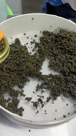 Stable and plump caviar#fish #caviar #food #foryou #fyp 