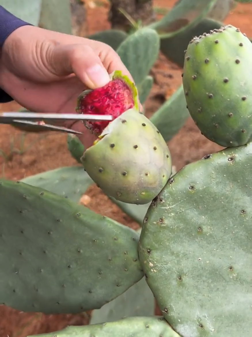 Natural landscape Catus garden and cutting very fresh #asmr #2025 #life #real #fresh 