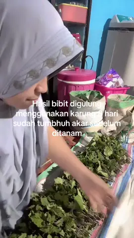 #nilam #fy #petanimuda #petaninilam 