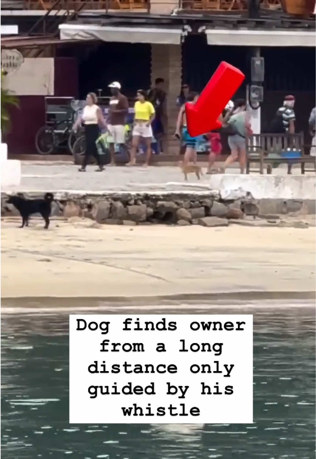 Dog finds owner from a long distance only guided by his whistle 🐶🤯 #fyp #foryou #dog #dogs #puppy #puppies 