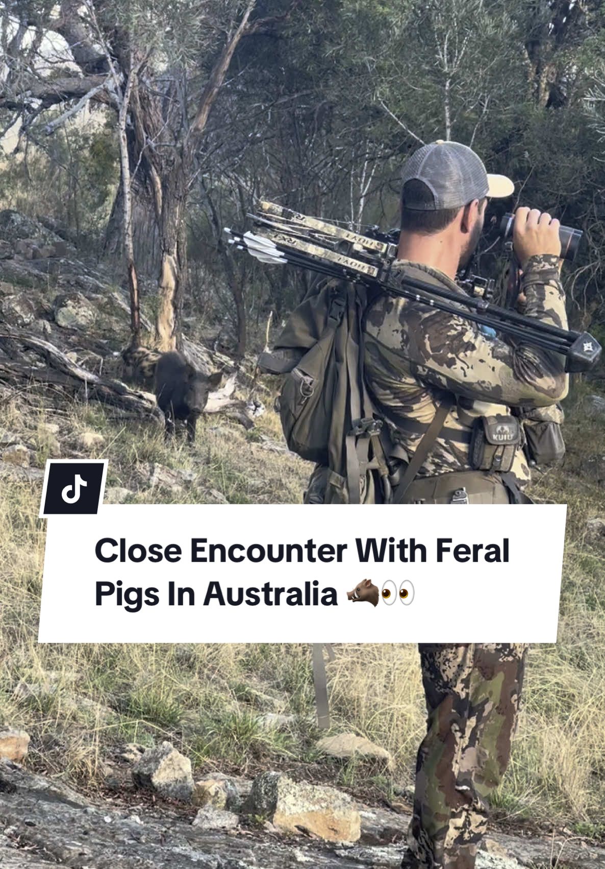 A close encounter with some feral pigs from NSW Australia #nature #animals #wildlife #feralpigs #feral #pig #animalencounter #pig #hog #wild #australia #adventure #wildboar