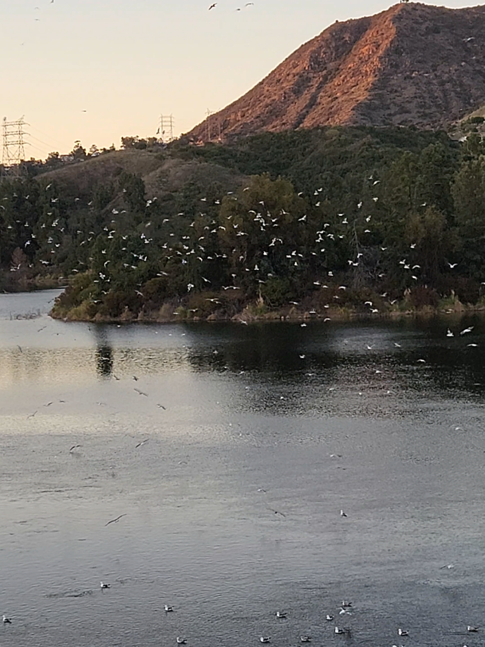 Flock of Seagulls swarm The Hollywood Reservoir #birds #seagulls #birdsoftiktok #nature #animals #foryoupage #fyp 