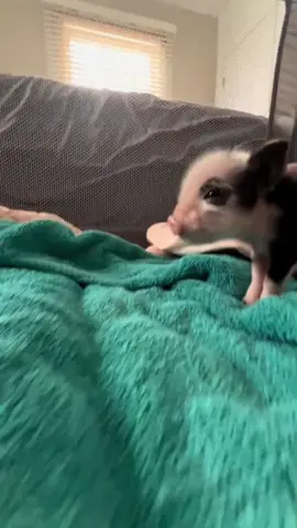 The noises 🥹 #piglet #minipig #cutebaby #babyanimals #pets #fypシ 