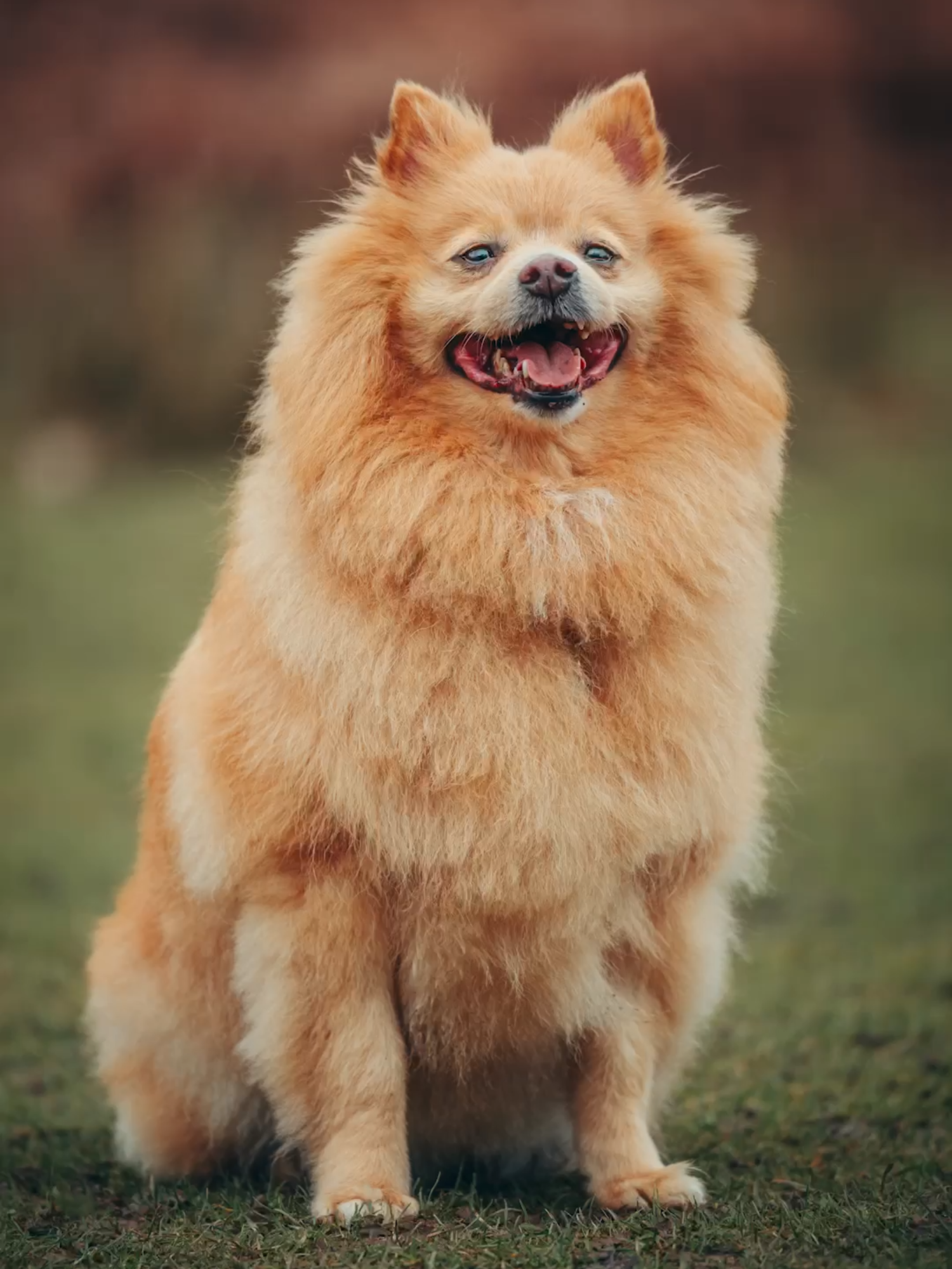 Say to Jacko and Bella! What's your Dog's personality like? #DogPhotography #dogportrait #dogphotographer #dogsoftiktok #pov #kentphotographer