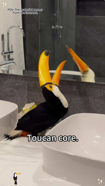 Toucan core🥰🥰#toucan #toucansoftiktok #toucans #bird #birds #birdsoftiktok #birdlover #fyp #fypシ #funnyvideos #funnyanimals 