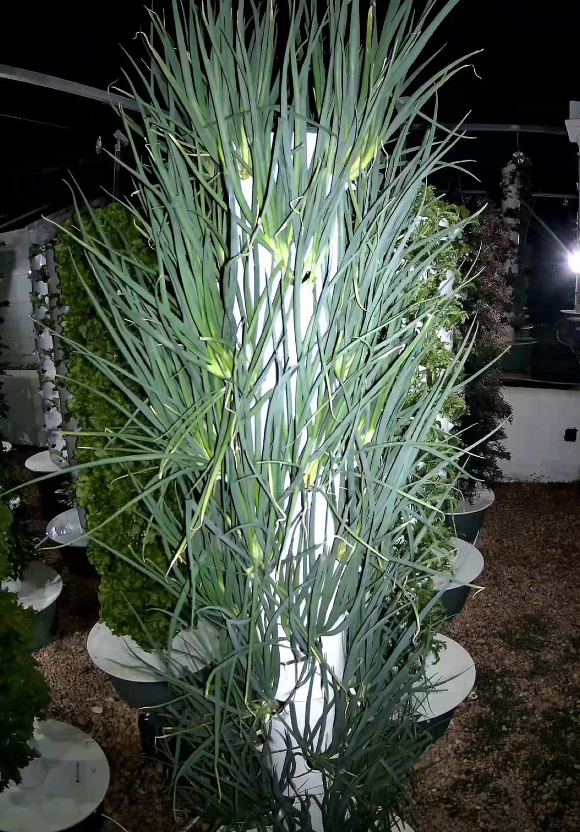 When growing crops on aeroponic towers, it's important to consider how long each plant takes to reach maturity. To maximize harvests, monocropping (growing one type of crop per tower) is recommended. This allows you to harvest everything at once and immediately replant new seedlings the same day, ensuring continuous production. While it's possible to mix different crops on the same tower, this can lead to inefficiencies. Some plants mature faster than others, meaning part of the tower remains occupied while the slower-growing crops continue to develop. This limits your ability to fully utilize the available growing space. Mixing crops can be great for personal use, but for commercial farms aiming for maximum yield and efficiency, monoculture is the better approach. #farming #agriculture #gardening #vegetables #aeroponics #verticalfarming #hydroponics #soilless