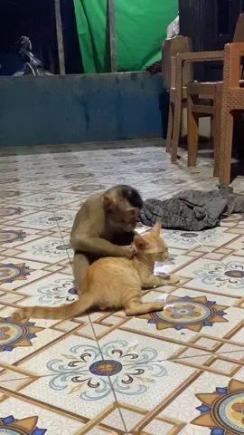 Maaf lagi sibuk.!! Sibuk cari kutu🤣#monyetlucu #beruklucu #monyetkalimantan #fyppppppppppppppppppppppp #fypage 
