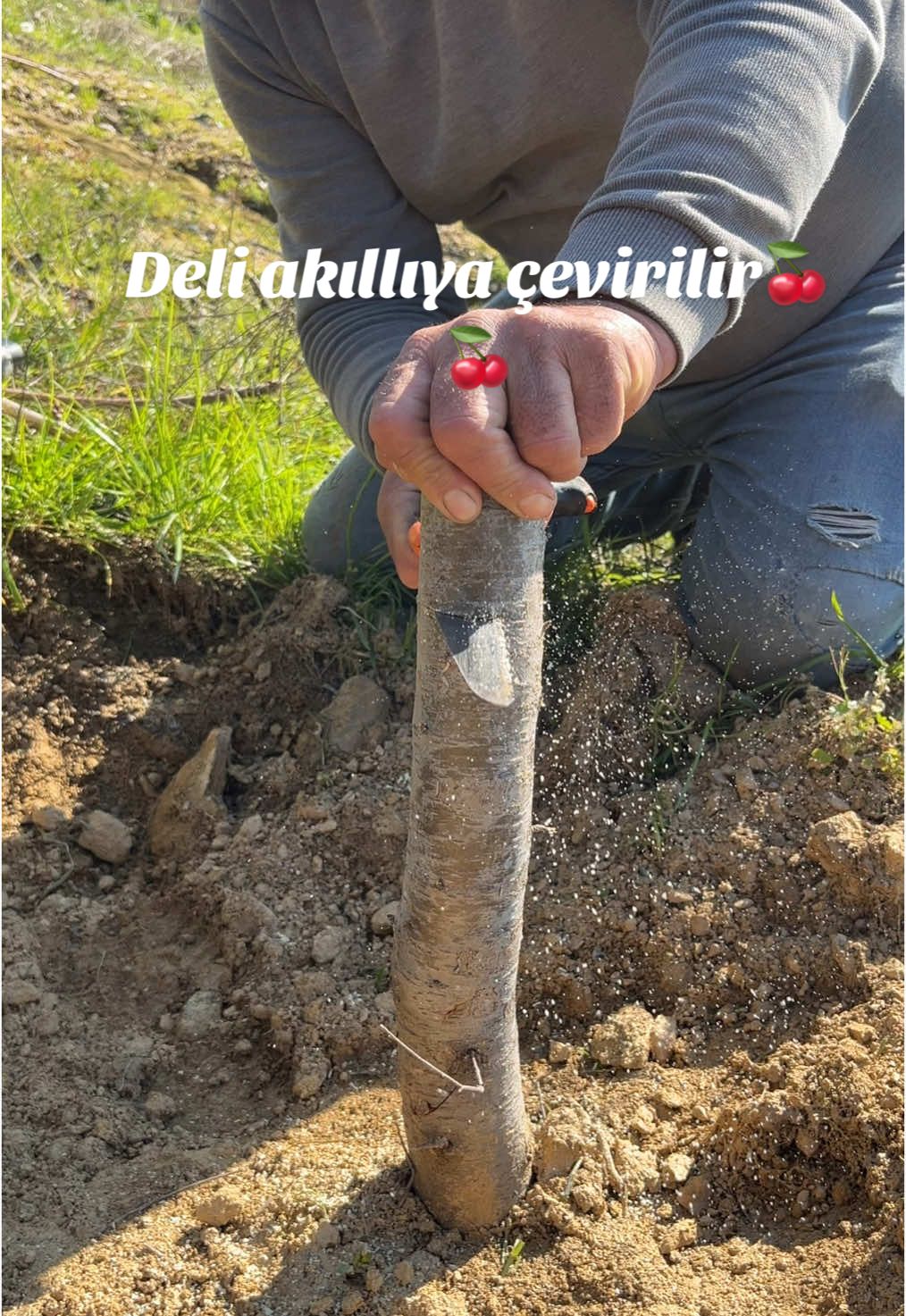 #keşfet#keşfetbeniöneçıkar #kiraz#delikiraz#akkılıyaçevirme#kiraz_mevsimi #keşfet #keşfetbeniöneçıkar #kirazaşısı#ağaçaşılama#kirazaşılama#keşfetteyizzz #keşfetbeniöneçıkar #kiraz🍒🍒🧿