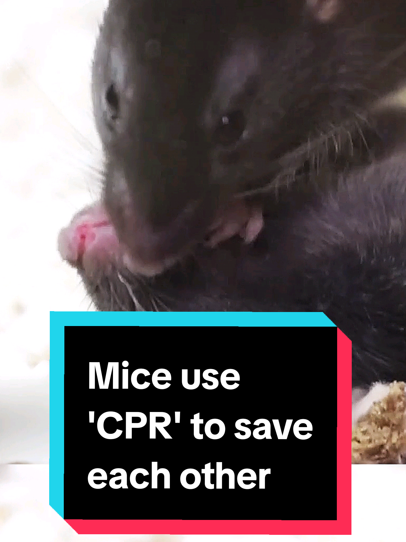 This new footage shows how mice use CPR-like techniques to revive each other. In a series of experiments, scientists observed them performing mouse-to-mouse resuscitation - pawing at them, licking them and even clearing their airways, using techniques reminiscent of human first-aid. #Channel4News #Mice #Mouse #CPR #FirstAid #Health #Medicine #Science #Experiment 