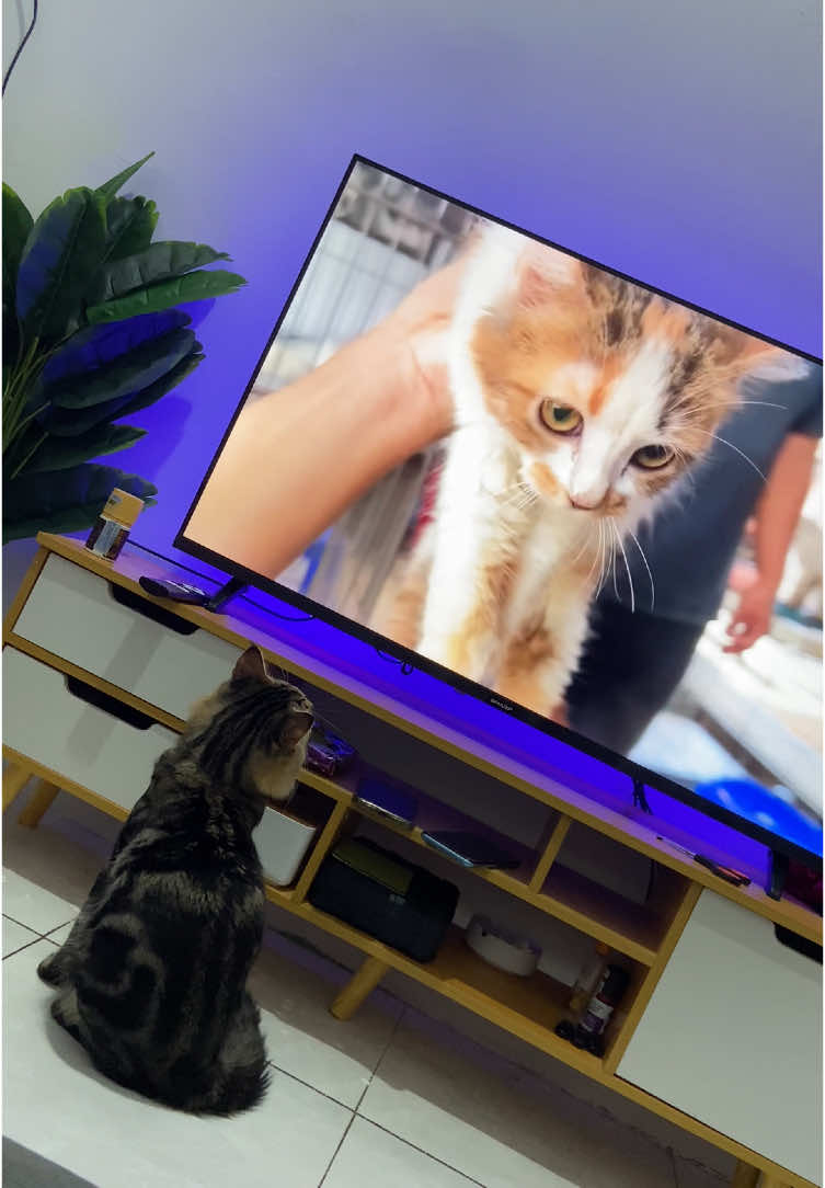 Nonton temen di youtube 😂 #fypシ #fyp #kucing #kucinglucu #catsoftiktok #cat #cats 