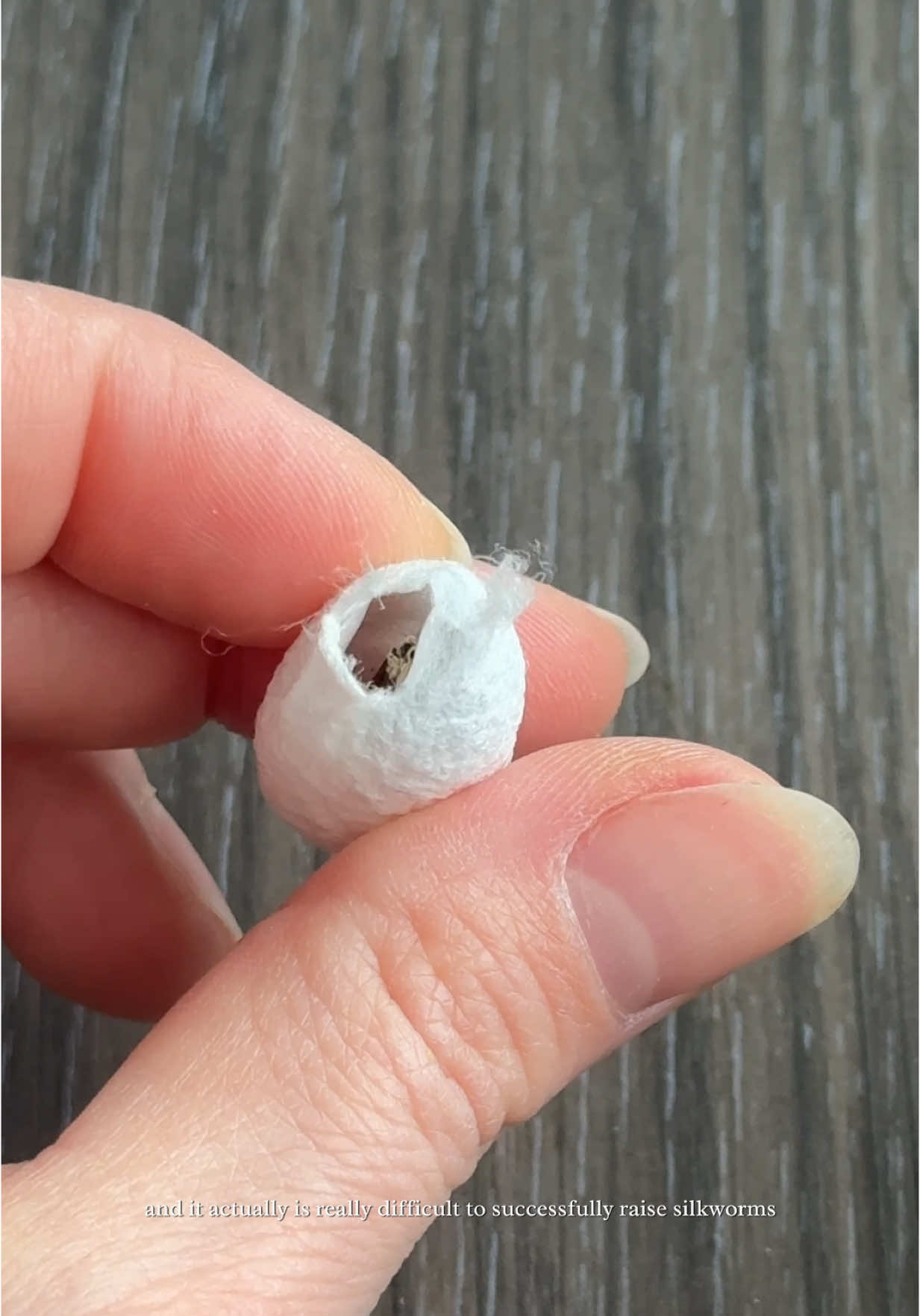 I didn’t realize the journey of hatching silkworms would be so difficult 🙁 I will not give up. 
