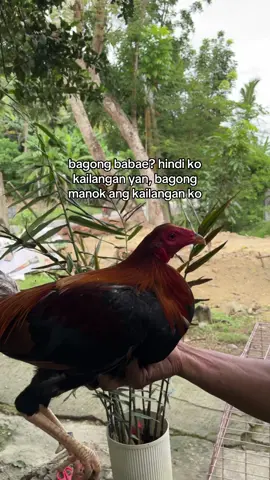 manok tapos babae HAHA#batangsabungero #backyardbreeders #fyppppppppppppppppppppppp #fyp 