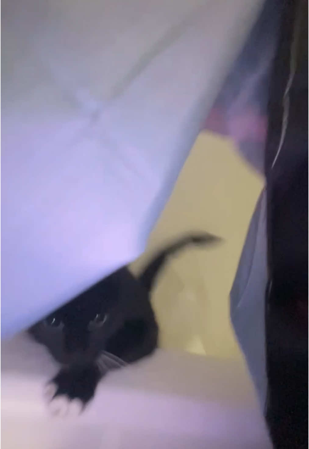 POV you have a cat #cat #fyp #foryoupage #foryoupageofficiall #trending 