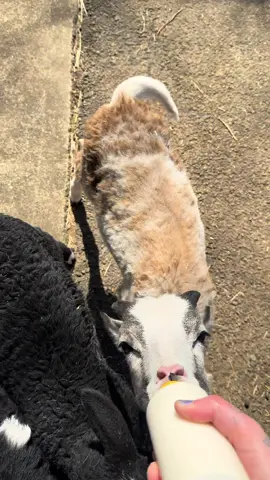 Lamby Noel enjoying his morning bottle. We love to see their little tails wag as they drink their milk. #goatvango #lamb #lambs #sheep #babysheep #bottlebabylamb 
