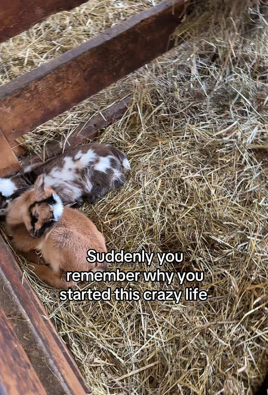 Anyone else struggle towards the end of winter?! So thankful we had a successful lambing and kidding season this year! #babygoats #babylambs #winterwho #worthit #homesteadinglife #babyanimals #kiddingseason 