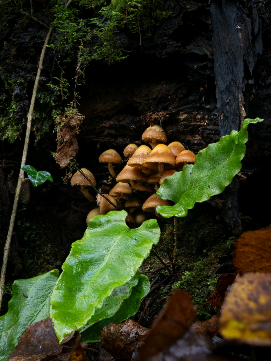 photographing mushrooms at puzzlewood back in November  #viral #photography #OMSystem #Outdoors #trending #nature #forest #macro 