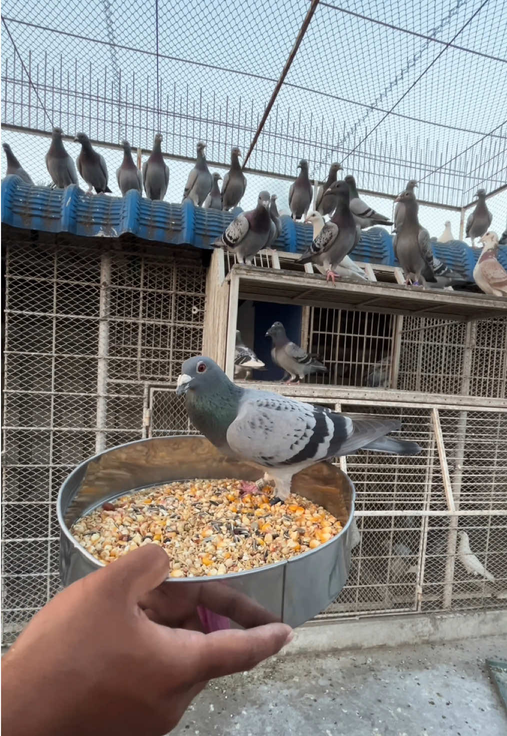 Grains build strength, trust builds champions!  #pigeonlover #pigeoncare #homingpigeon #racer #racingpigeons #paloma #kabootar #piccione #pombo #duiven #güvercin #tauben #porumbel #kalapati #鸽子 #حمامة #голубь #columbae #kabutar #PigeonBond #feedingpigeons #aviary #loft #ShaishabsRacingPigeon 