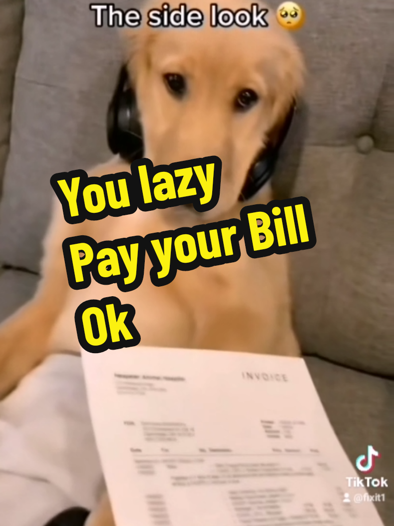 Lazy Dog #animals #tiktok#foryou #fixit1 #funny #Relationship 