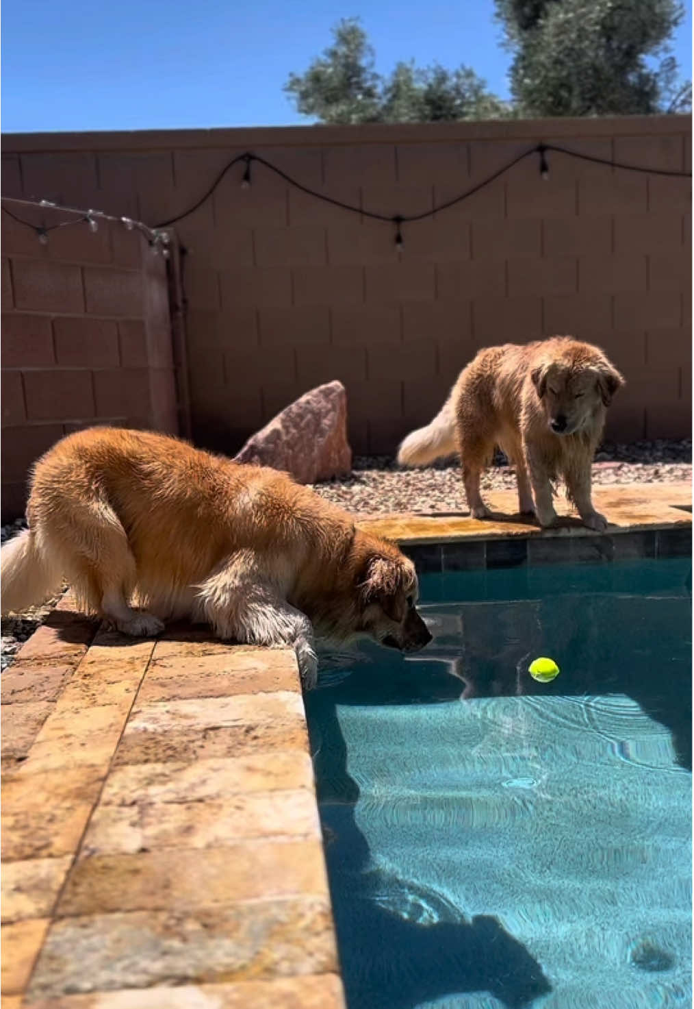 Foolproof Plan 🎾🐕 @Mr. Tub & Blue 