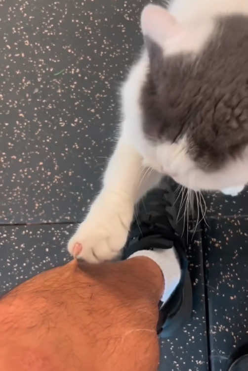 #cat #funny #fyp #catsoftiktok #funnycats #foryou #tiktok 