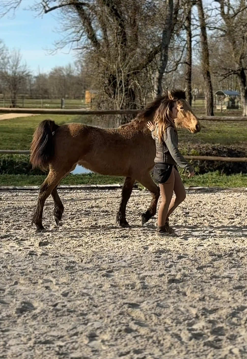 Réponse à @annethotiktok #cheval #poulain #debourrage #ethologie 