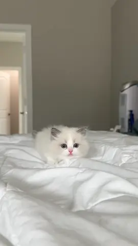 Some cute clips of Nugget 
