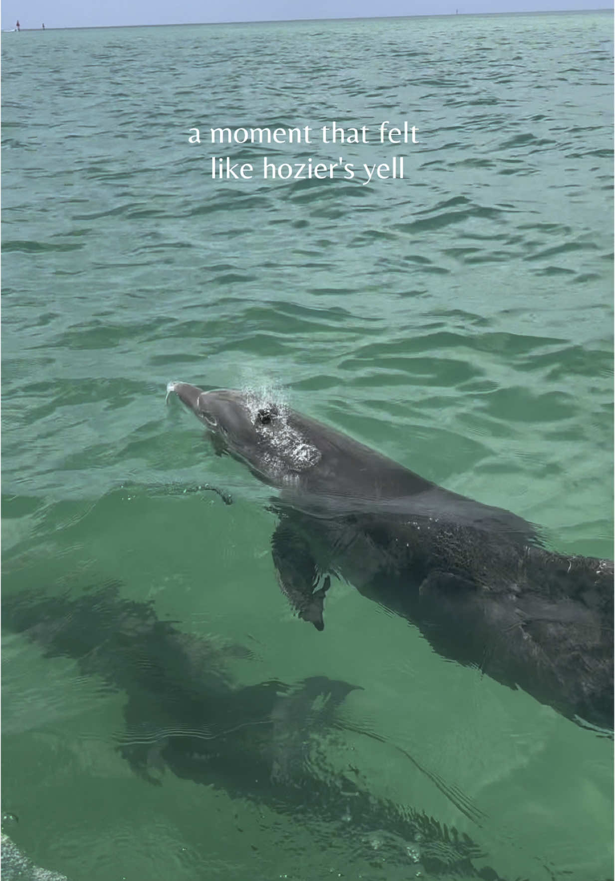 Florida, I love you. #dolphins #florida #ocean #northernattitude #hozier #creatorsearchinsights 