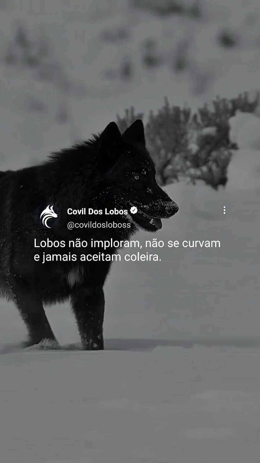 Seja forte, siga seu caminho e nunca se prenda a nada que limite sua essência. Quem sabe seu valor, não aceita migalhas! #mentalidadedelobo #lobos #videomotivacional #frasesdeimpacto  #focoforçafé 