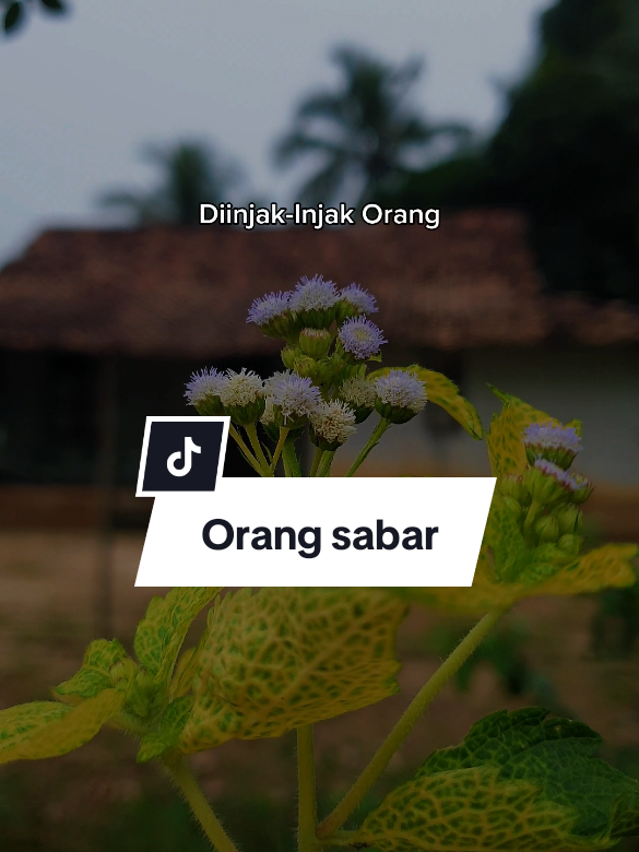 Terlalu sabar diijak-injal oranh #CapCut #quotesstory #motivasihidup #quotes #story #status #trending #viral #fyppppppppppppppppppppppp #fyp #katakata #sabar #sabarituindah 