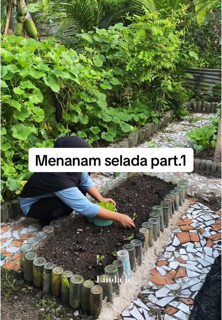 Menanam selada part.1 #berkebundiperkarangan 