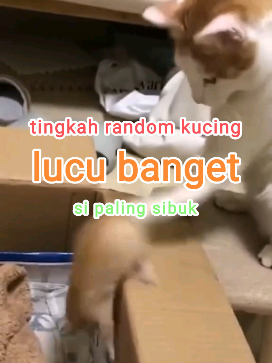 #kucingrandom #memekucing #kucinglucu #kucingviral #kucingtiktok #kucinggemoy #kucingoyen #tingkahlucukucing #kucingsibuk #fypage #lucu #trendingvideo #fyp 