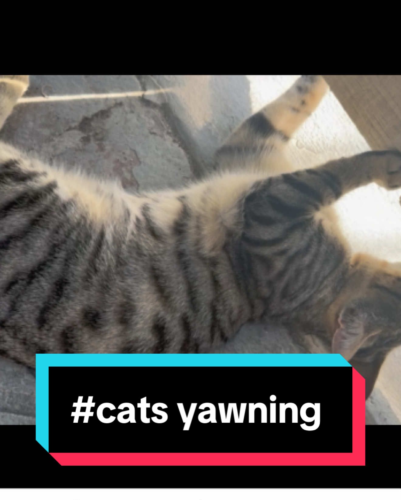 #creatorsearchinsights #cats yawning #I love cats #cats of TikTok #catslovers #cats