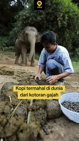 Kopi kotoran gajah adalah kopi yang diproduksi dari biji kopi Arabika yang dikonsumsi gajah dan dikumpulkan dari kotorannya menjadikan kopi ini termahal setelah kopi Luwak. Kopi ini dikenal dengan nama Black Ivory Coffee.  Proses produksi  Buah kopi dimasukkan ke dalam makanan gajah. Gajah mencerna buah kopi dan mengeluarkannya melalui kotorannya. Biji-biji kopi hasil cernaan gajah dikumpulkan Biji-biji kopi dicuci, dijemur, dikuliti, dan disortir.Biji-biji kopi dipanggang Rasa kopi Rasa kopi Black Ivory dipengaruhi oleh enzim pencernaan gajah, yang memecah protein kopi  Proses fermentasi yang lama di dalam perut gajah menghasilkan aroma buah pada kopi  Keunikan kopi Black Ivory Coffee dianggap paling langka di dunia. Black Ivory Coffee diproduksi secara alami, tanpa tindakan sembrono seperti pelecehan atau kekerasan terhadap hewan. Black Ivory Coffee dijual ke hotel-hotel bintang lima tertentu. #kopi #info #infoinfonyadong #blackivory #kopitermahal 