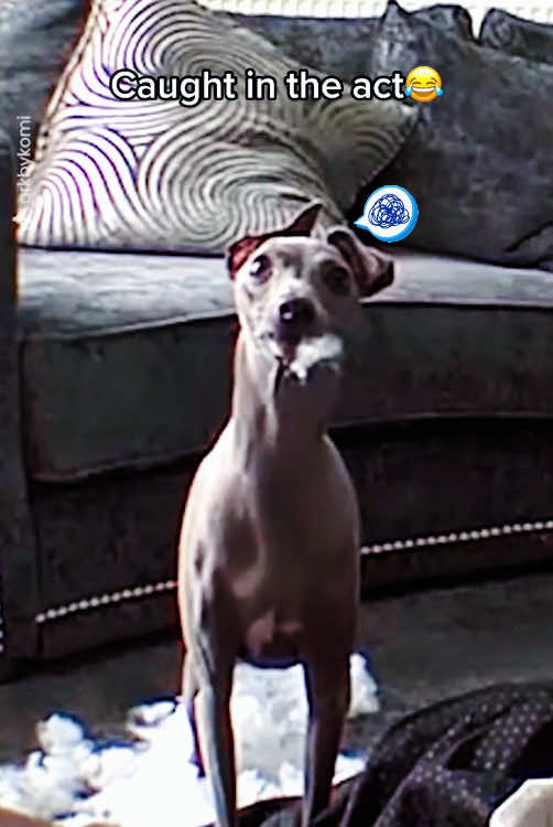 dogs cause havoc😂😂#TikTok #Love #dog #dogs 
