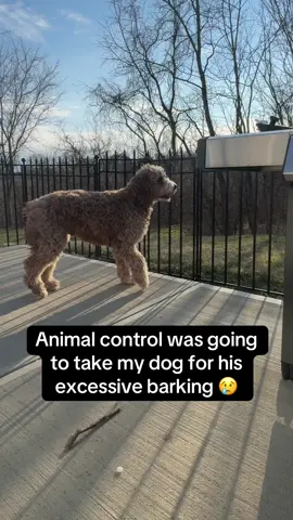 wasn’t positive this would work but had nothing to lose with the 30 day money back 🤠 #DogTraining #dogbarking #dogtrainingtips #dogtrainingadvice #dogtrainingtricks #dogtraining101  
