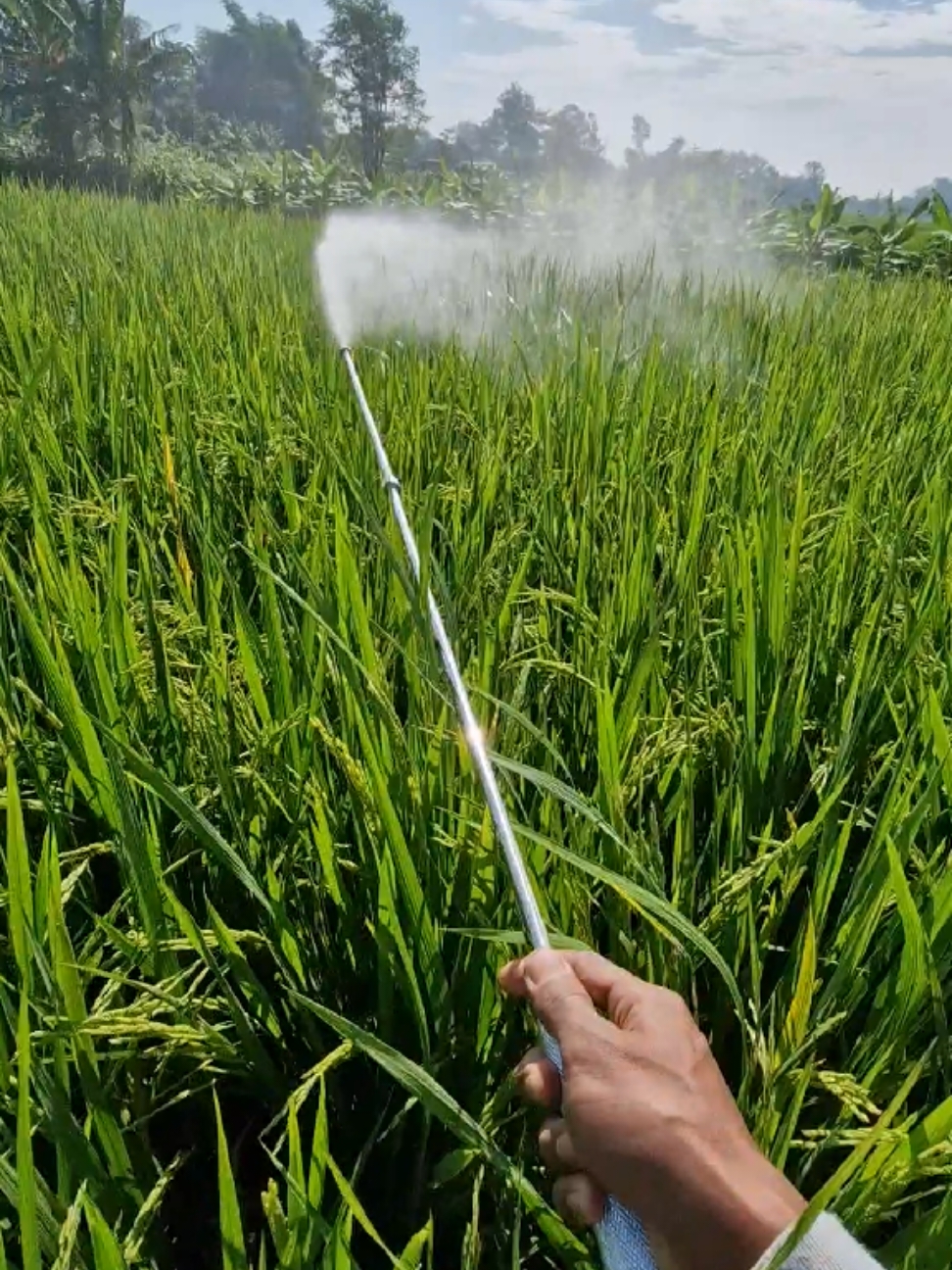 ngene kurang penak py t bolo #petanimuda #tu26  #petanipadi #spray #petaniindonesia🇮🇩🇮🇩🇮🇩🌿🌿 