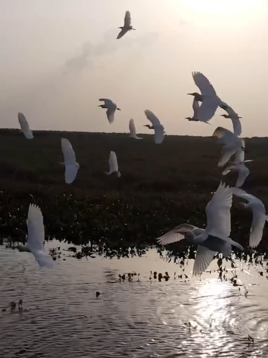 Venezuela, Tierra de Gracia 🇻🇪  📷@woikaa.trip IG #venezuela #llano #llanovenezolano #Apure #venezolanosenelmundo #lagransabana #turismovenezuela #fauna #aves 