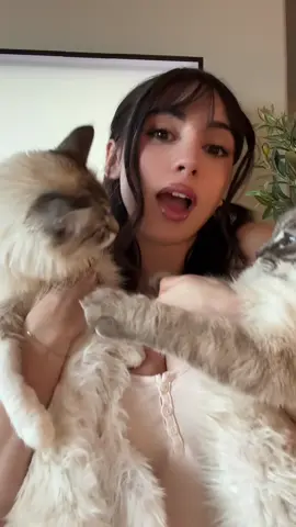 Cat haul! Numa aka Nemoo and Leeloo aka Leroy🐱