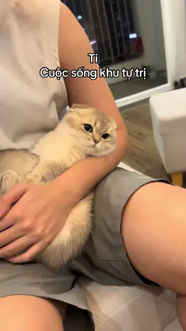 Ảnh flop nhiều mặt ảnh buồn 🥹 #cat #xuhuong #pet 