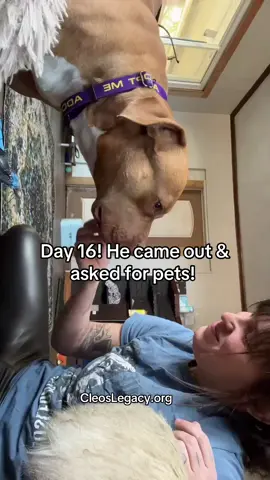 If you’ve been following Mowgli the Magnificent, today is day 16, and the progress has been incredible! The last few days have been major milestones—he’s coming out more, letting me put a collar on him, approaching me for food, and today, he even initiated coming to me for pets without food! I’m overjoyed with Mowgli’s trust in me. A huge thank you to everyone who has been sending wish list items and signing up to sponsor a dog at our little rescue. You guys are amazing!  #TrustTheProcess #dogsoftiktok #MowgliTheMagnificent #ProgressNotPerfection #ThankYou #FosterLove #SponsorADog  #TikTokLIVE #LIVE 
