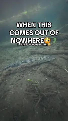 wait til you see what happened right after… full video coming tomorrow 👀 #crocodile #alligator #florida #floridasprings #floridacheck #floridagators 
