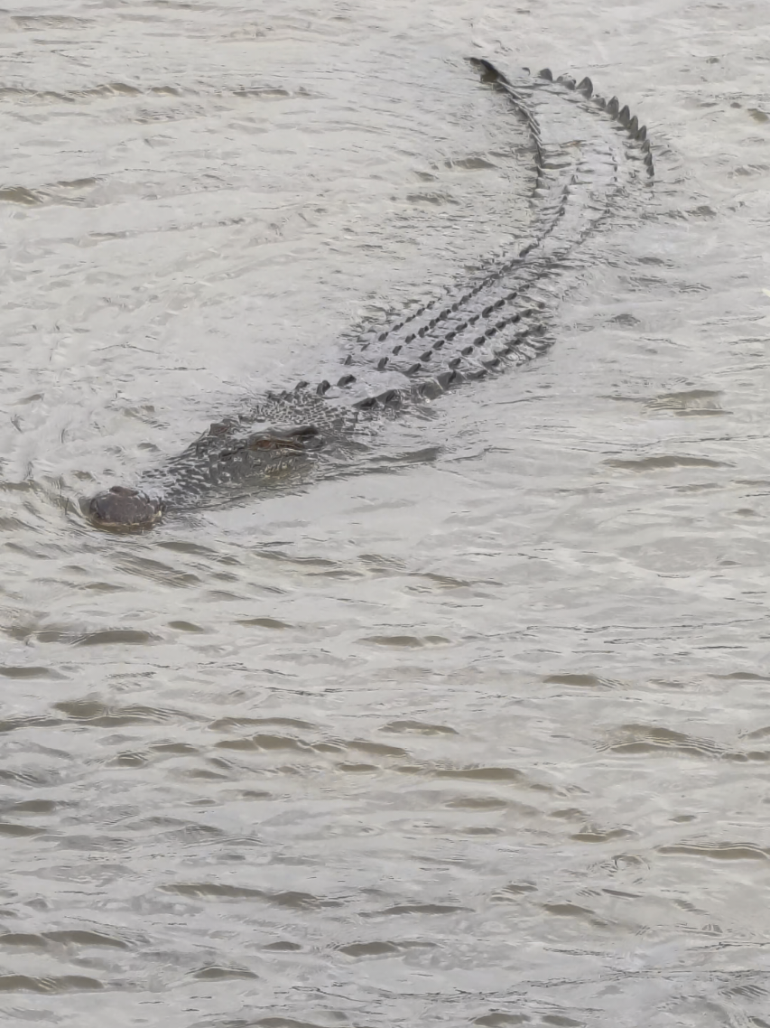 Singapore Saltwater Crocodile 🐊 #animals #wildlife #nature #singapore #crocrodile 