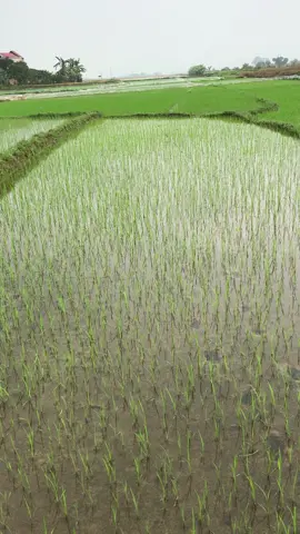 Về quê nhà thật cảm thấy nhớ lại tuổi thơ ấy #xuhuớng 