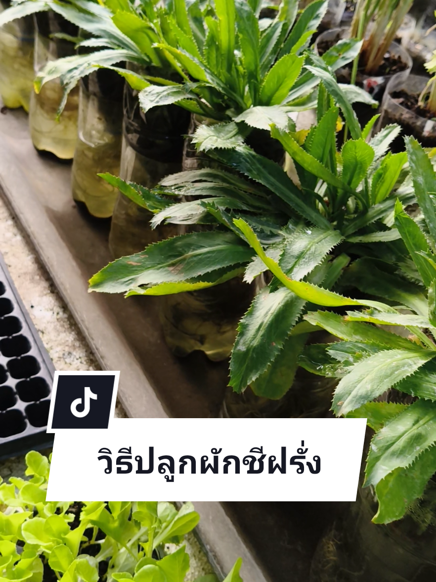 ตอบกลับ @nathachonnabot วิธีปลูกผักชีฝรั่งนะคะ#ปลูกผักในขวดน้ำ #ปลูกผัก #ปลูกผักกินเอง #ผักชีฝรั่ง #ผักสวนครัว #เกษตรอินทรีย์ #เกษตรผสมผสาน #วิถีชีวิตบ้านนอก #แม่น้องออมสิน #ผักปลอดสารพิษ #เทรนด์วันนี้ #viraltiktok #ฟิดดดシ @แม่น้องออมสิน @แม่น้องออมสิน @แม่น้องออมสิน 