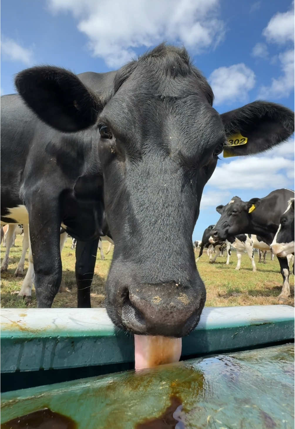 Just a couple of ladies enjoying their molasses 🥰😍
