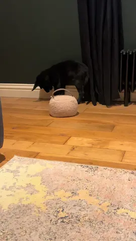 9 week old Mossy  #puppies #labradorretriever #chocolatelab #foxredlab #yellowlab #blacklabsquad #training #teampureflax #gundogtrainer  #slingleygundogs #pickingupteam  #instavideo