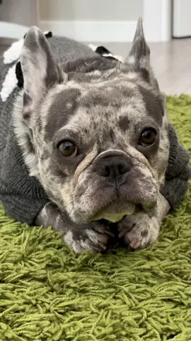 #французькийбульдог #бульдоги #bulldogfrances #bulldog #frenchbulldog 